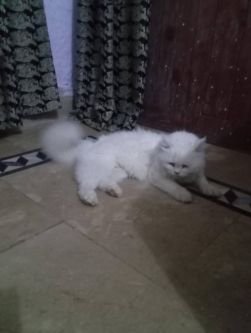Persian cat  0