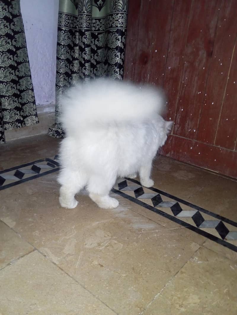 Persian cat  1