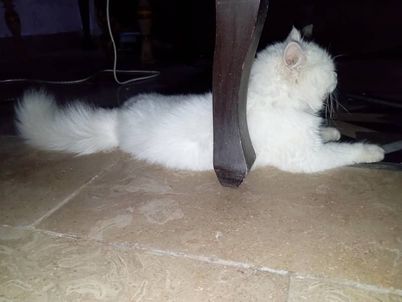 Persian cat  2