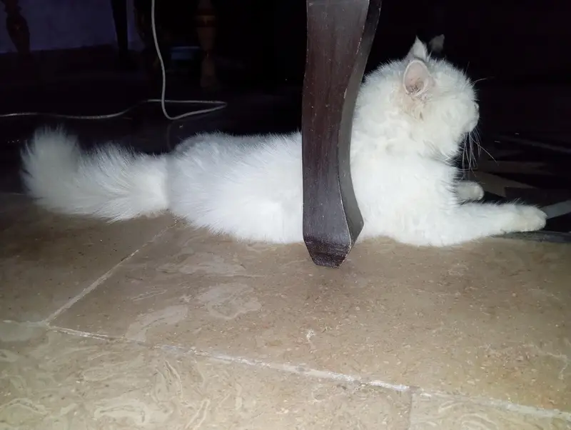 Persian cat  — photo 3