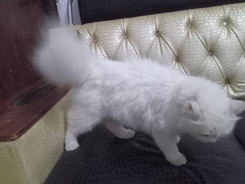 Persian cat  3