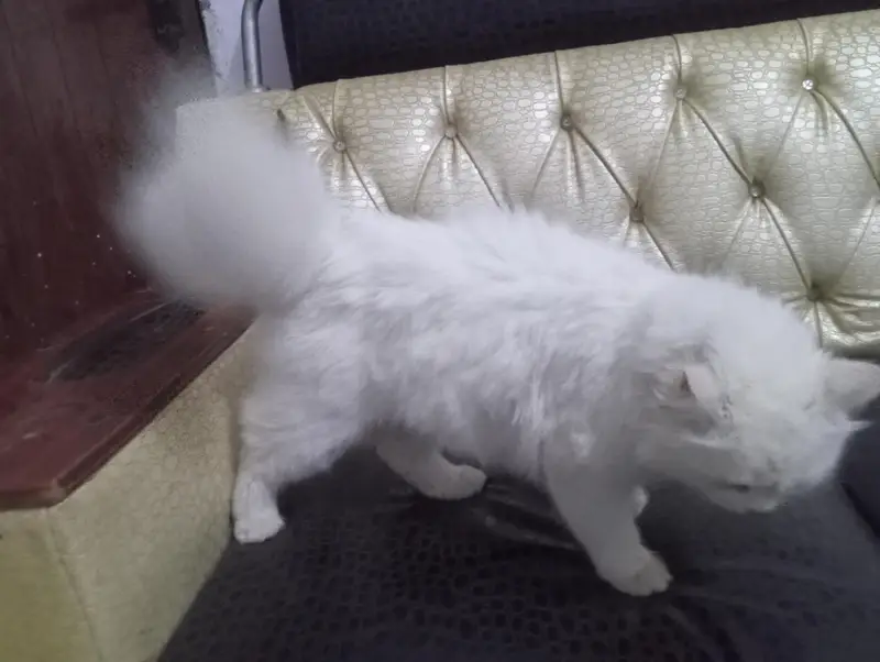 Persian cat  — photo 4
