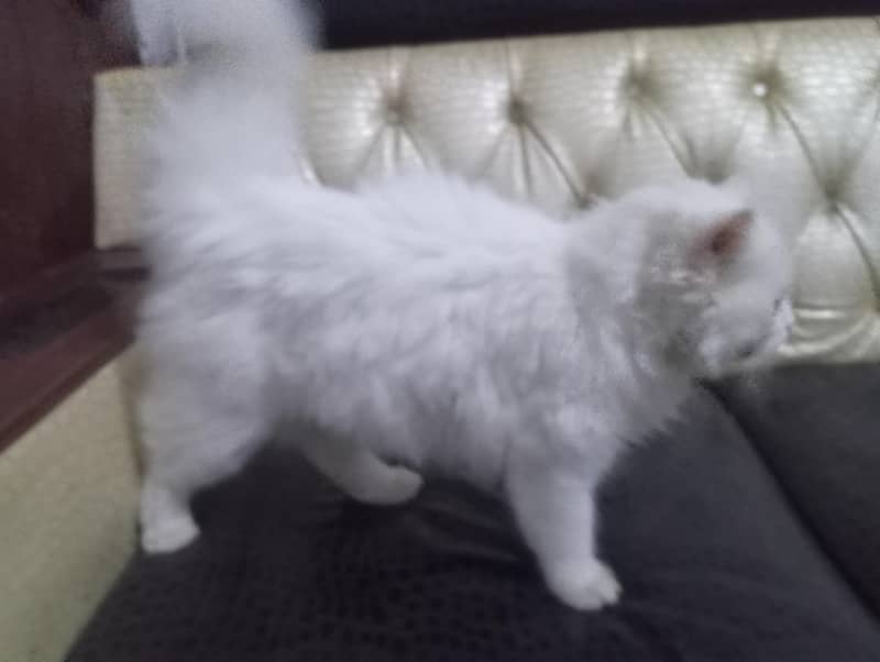 Persian cat  4