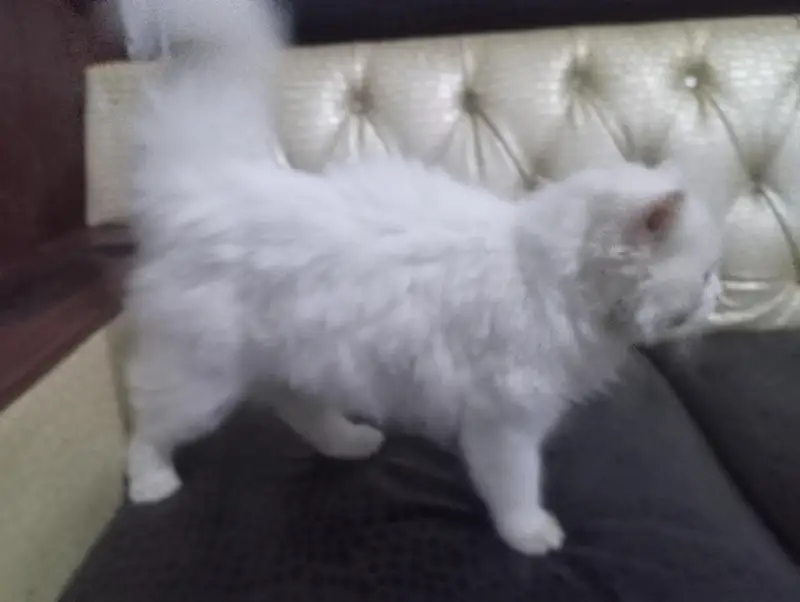 Persian cat  — photo 5