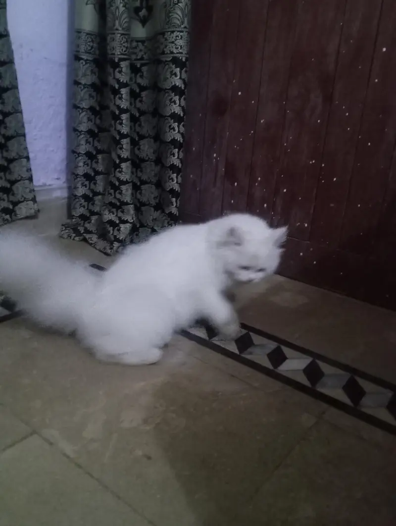 Persian cat  — photo 6