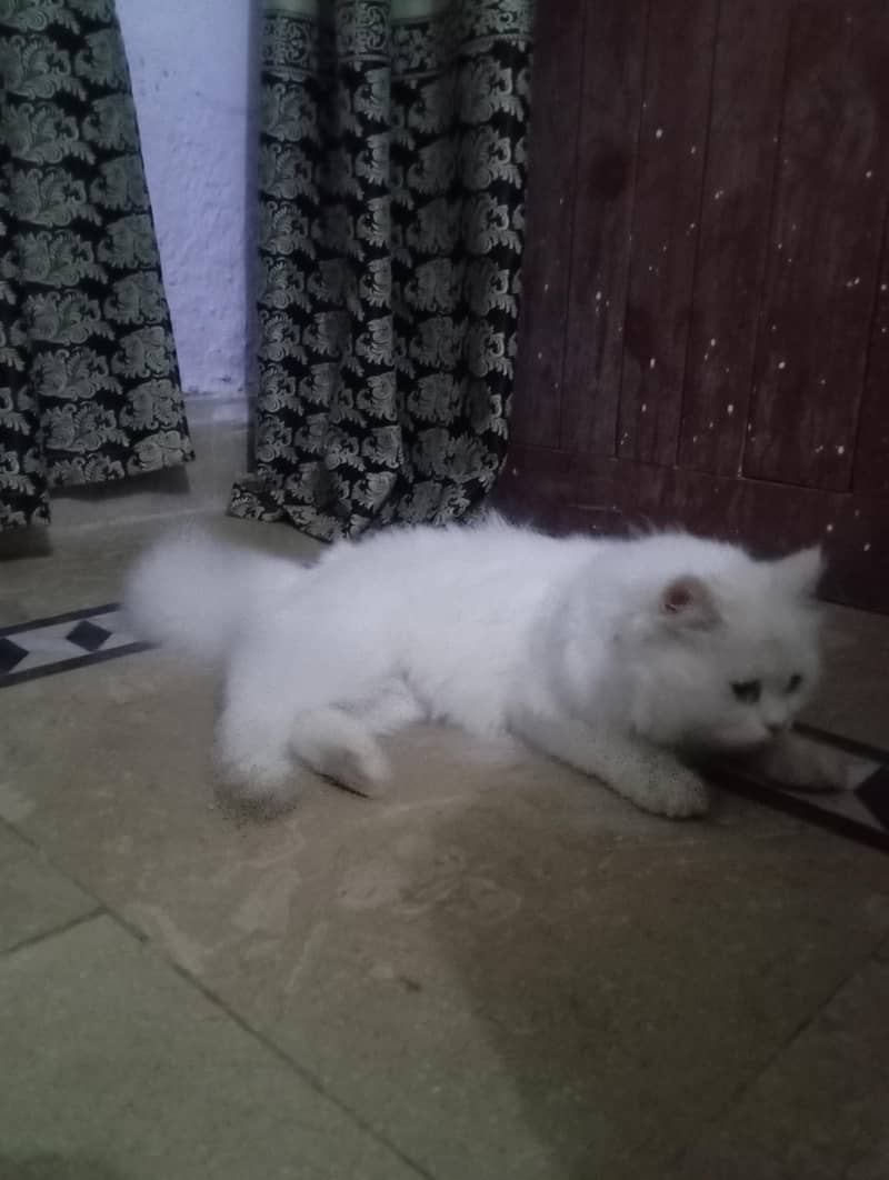 Persian cat  6