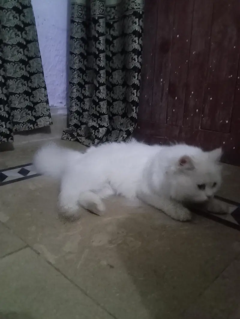 Persian cat  — photo 7
