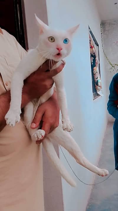 My Cat