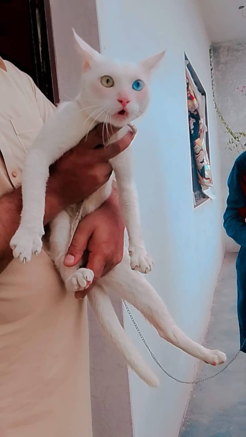 My Cat 0