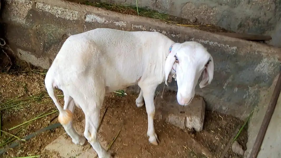 khare ka dumba — photo 4