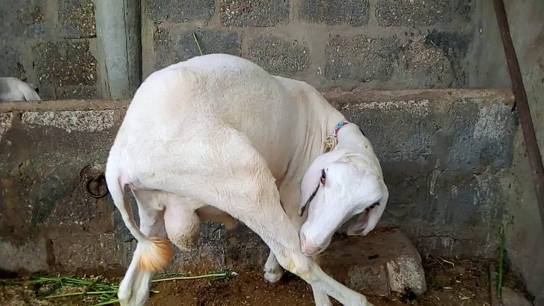 khare ka dumba — photo 6