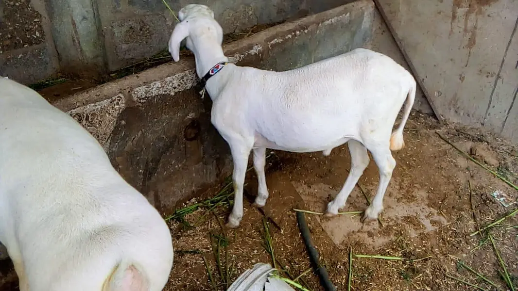 khare ka dumba — photo 7