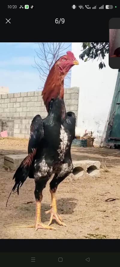 Japanese Shamoo