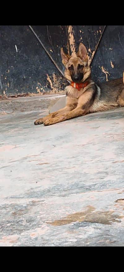 gultair dog