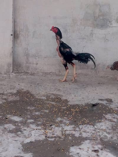 19 month Thai cross aseel strong breeder