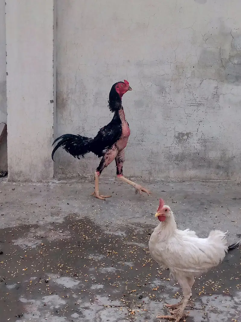 19 month Thai cross aseel strong breeder — photo 2