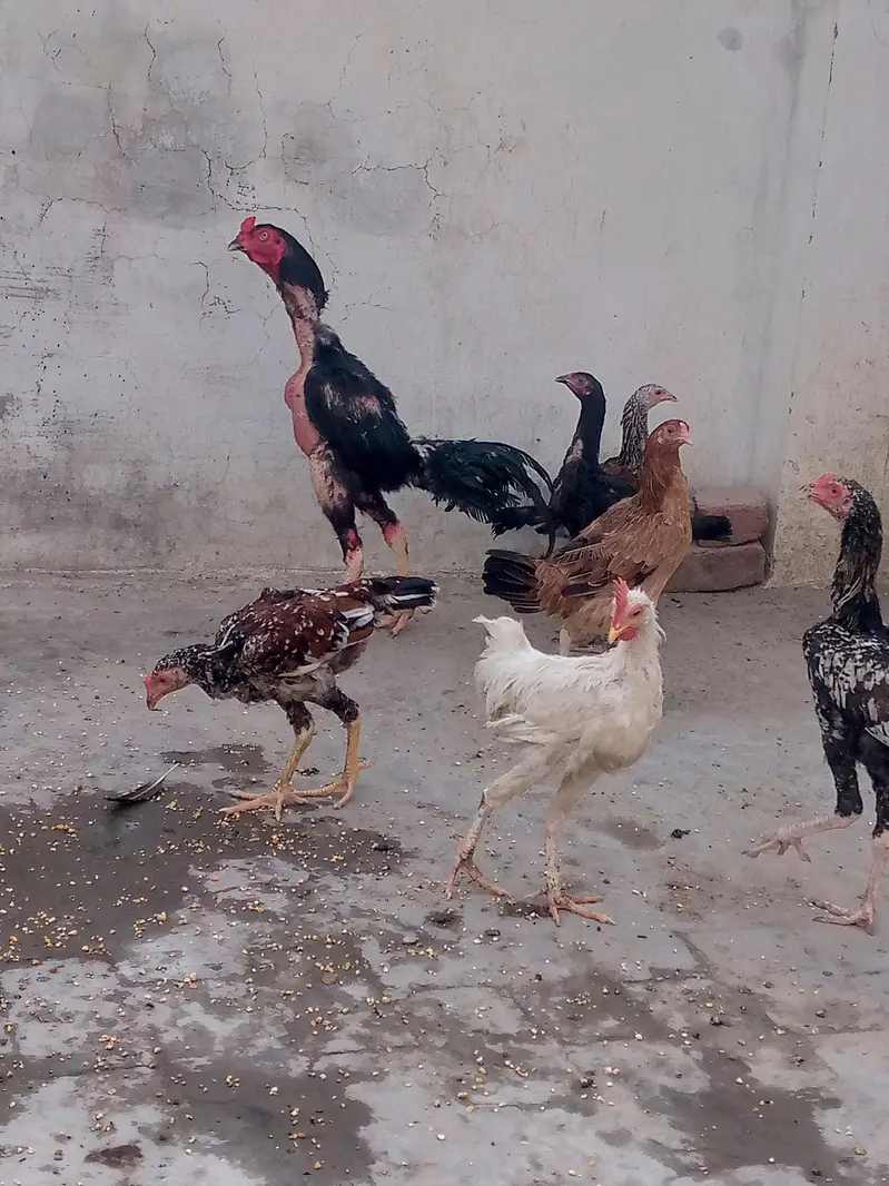 19 month Thai cross aseel strong breeder — photo 4