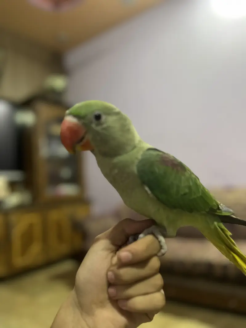 Raw parrot baby , only serious buyers contact me — photo 5