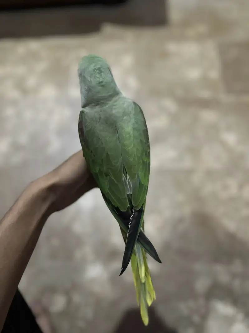 Raw parrot baby , only serious buyers contact me — photo 2