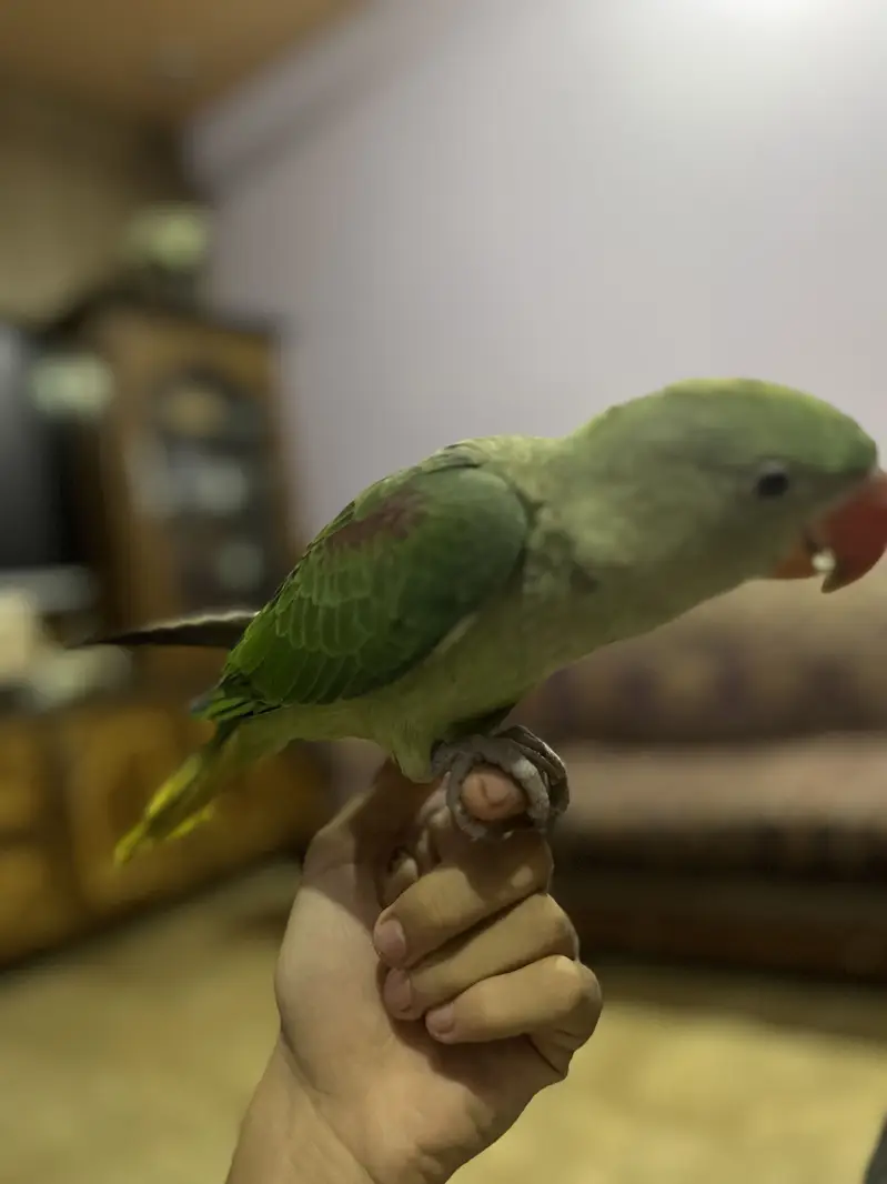 Raw parrot baby , only serious buyers contact me — photo 3