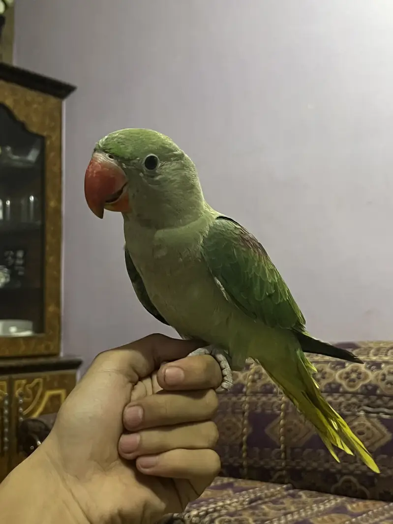 Raw parrot baby , only serious buyers contact me — photo 4