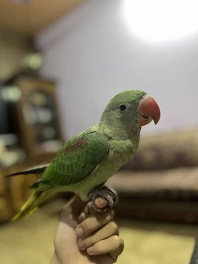 Raw parrot baby , only serious buyers contact me
