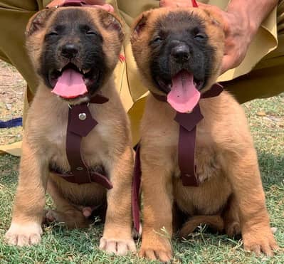 king Kurdish kangal puppies security Dog available for sale