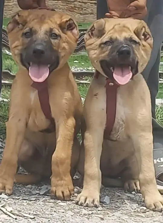 king Kurdish kangal puppies security Dog available for sale — photo 2