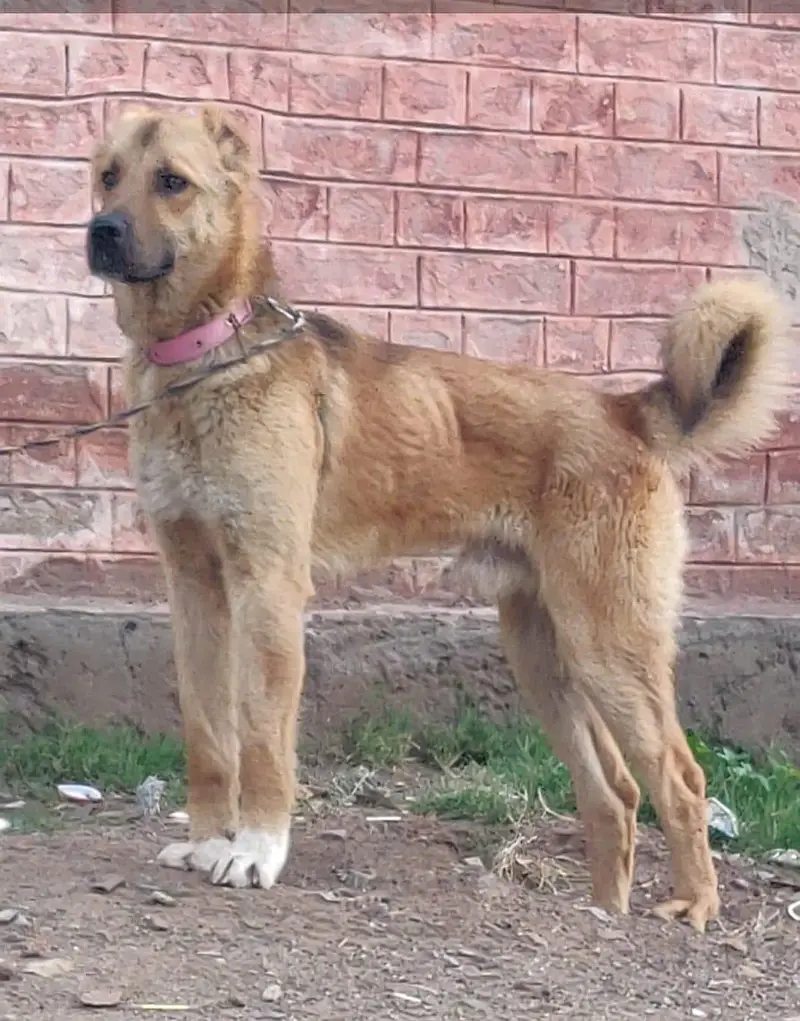 king Kurdish kangal puppies security Dog available for sale — photo 3