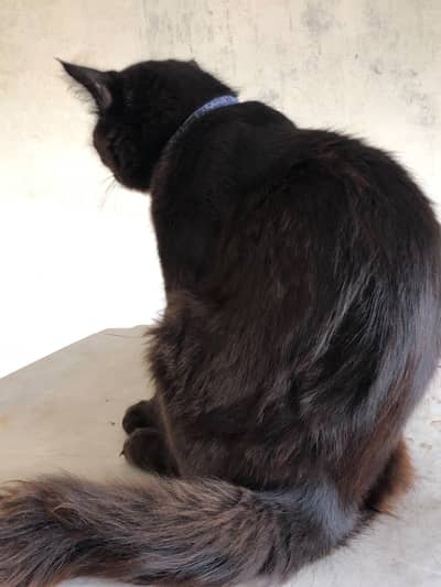 Beautiful Male Persian Cat for Sale | 1 Year Old | Double Coat