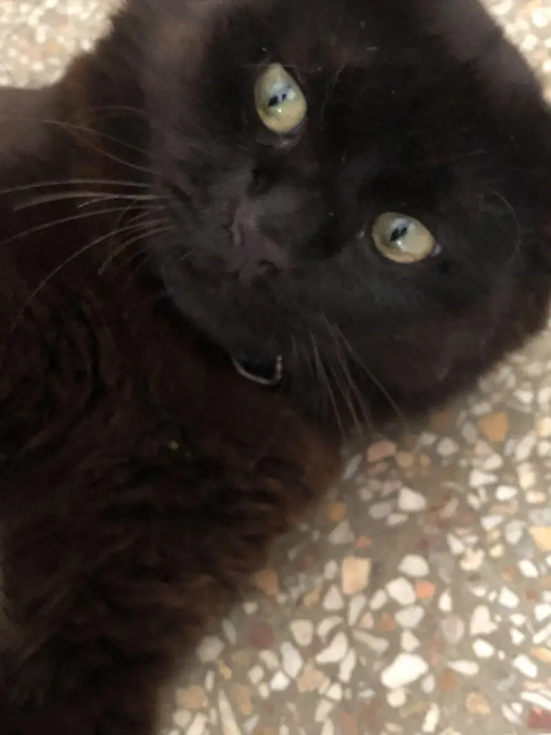 Beautiful Male Persian Cat for Sale | 1 Year Old | Double Coat — photo 2