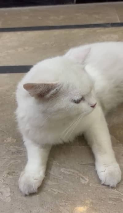 Fluffy Persian Male Cat TOMMY for sale,contact me on whtsp:03115592248