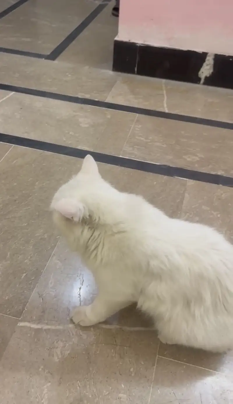 Fluffy Persian Male Cat TOMMY for sale,contact me on whtsp:03115592248 — photo 2