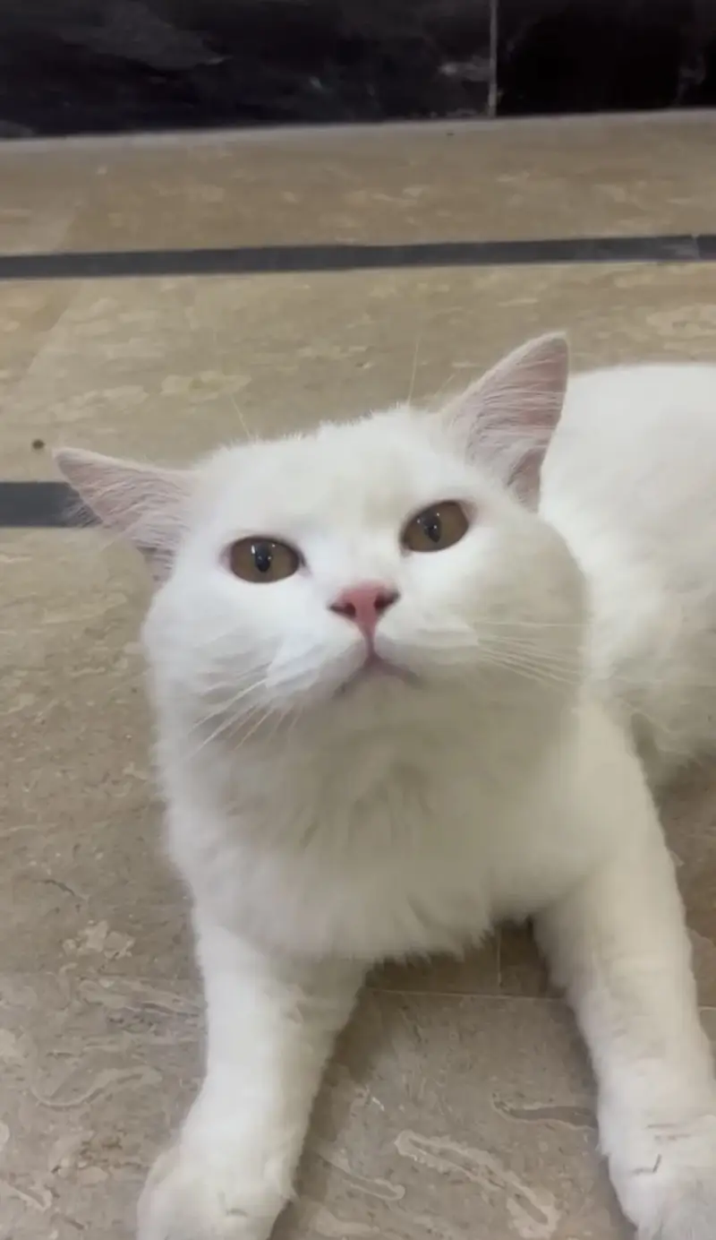 Fluffy Persian Male Cat TOMMY for sale,contact me on whtsp:03115592248 — photo 3
