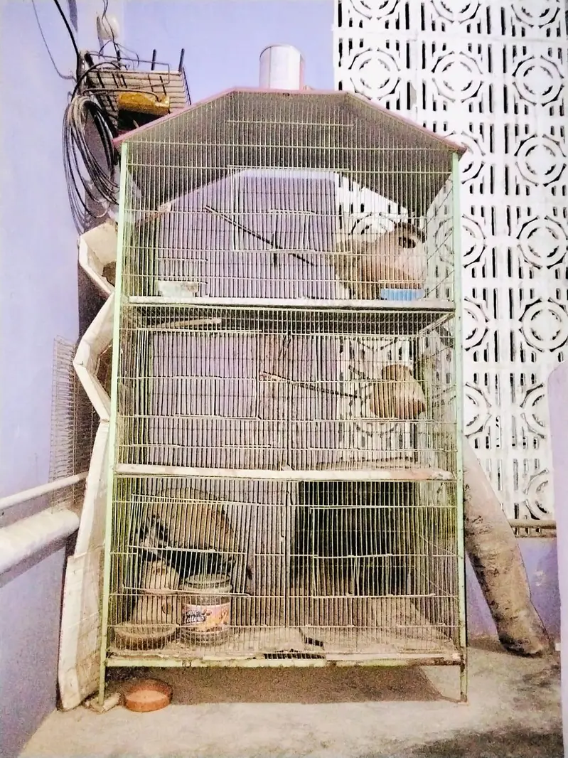 Cages — photo 2