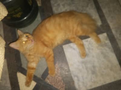 Persian cat for sale