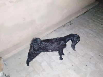 2 Male baby's Goat