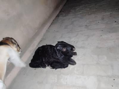 2 Male baby's Goat