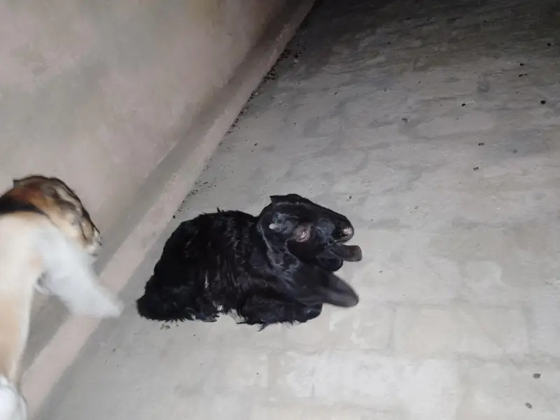 2 Male baby's Goat — photo 2