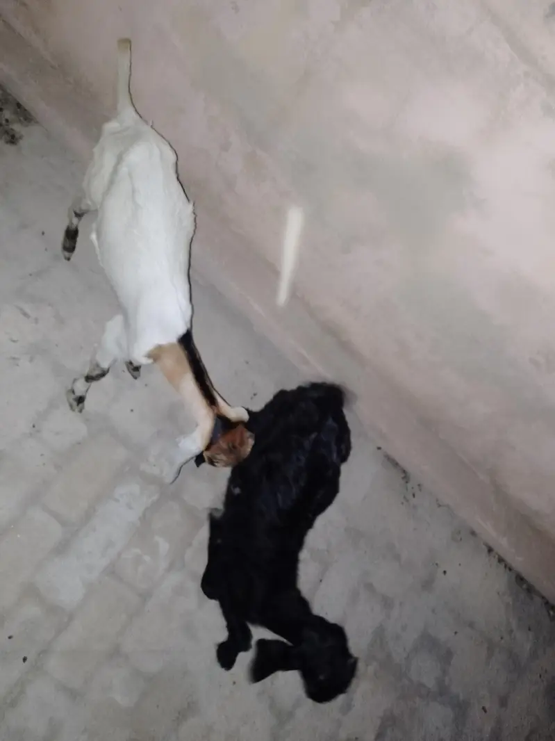 2 Male baby's Goat — photo 3