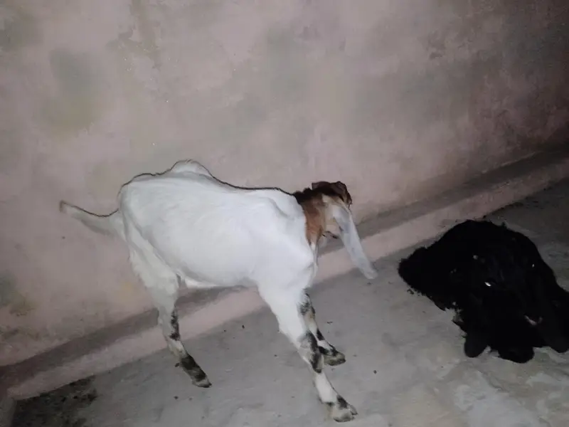 2 Male baby's Goat — photo 4
