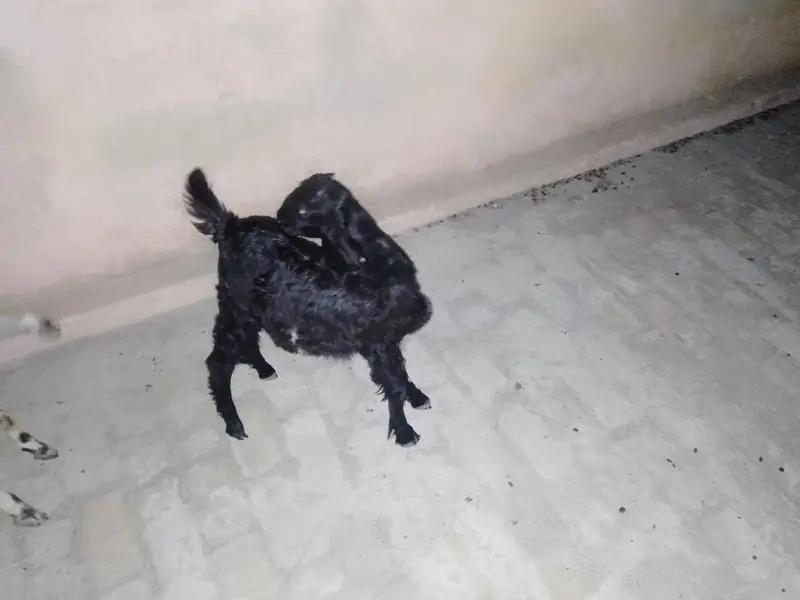2 Male baby's Goat — photo 5