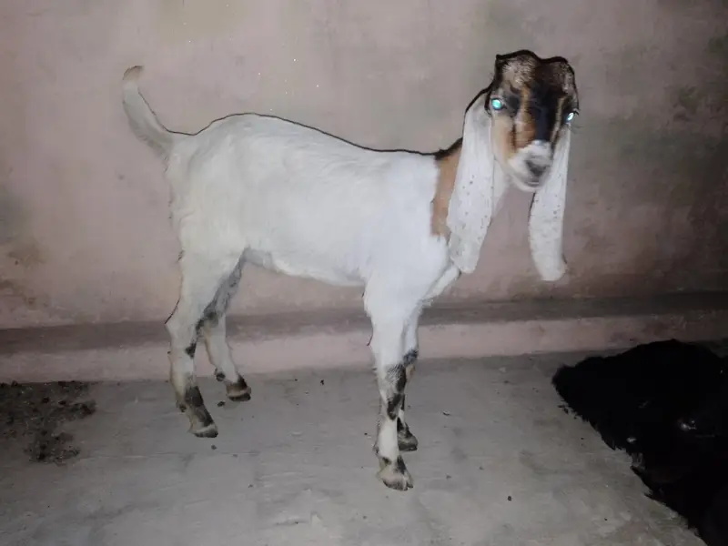 2 Male baby's Goat — photo 6