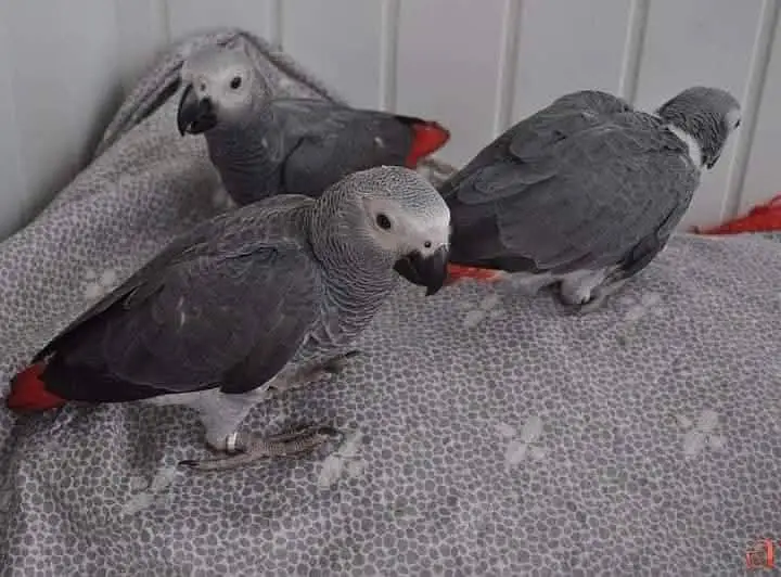 African gray parrot cheeks for sale 0370/790/904 — photo 3