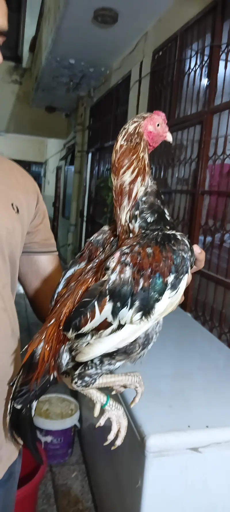 Aseel murga — photo 3