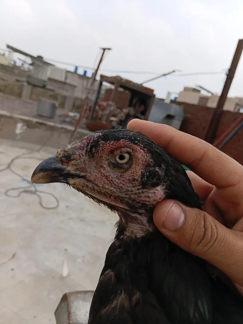 Aseel murga — photo 5