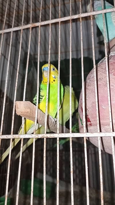 1pair budgie loaded female