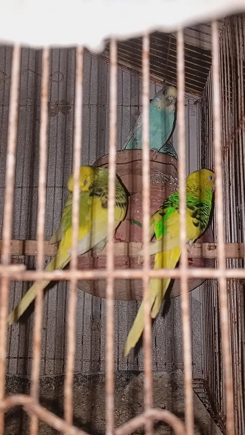 1pair budgie loaded female — photo 2