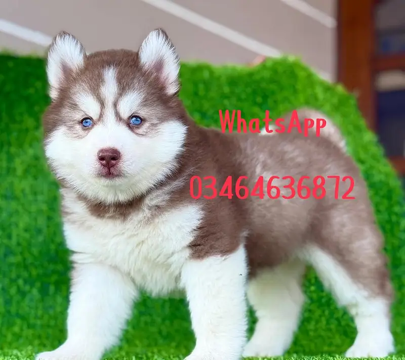 Siberian Husky puppy dog full active vaccinated delivery all Pakistan — photo 2