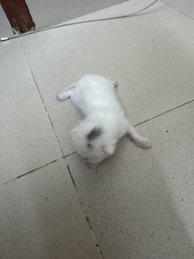 Beautiful cats